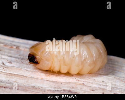 Larve der Holzwurm Käfer gefunden in Eiche. Surrey, England, Vereinigtes Königreich. Stockfoto