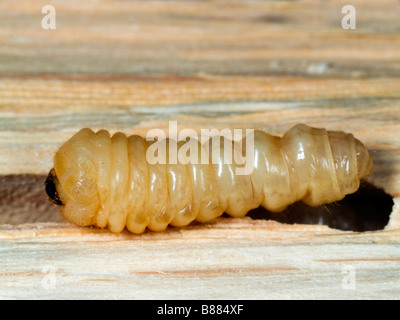 Larve der Holzwurm Käfer gefunden in Eiche. Surrey, England, Vereinigtes Königreich. Stockfoto