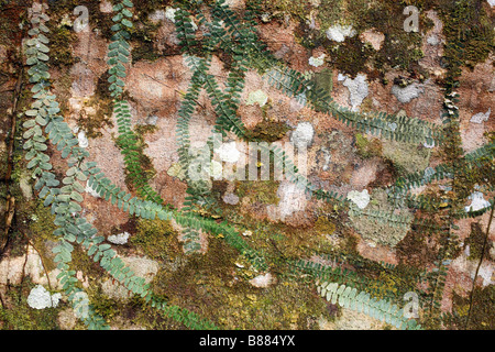Kletterpflanze auf einen Strebepfeiler Wurzel eines Baumes Regenwald Stockfoto