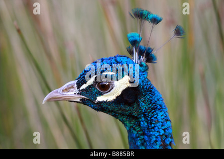 Nahaufnahme des Kopfes ein männlicher Pfau Pavo cristatus Stockfoto