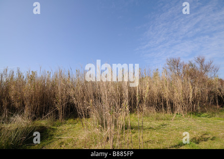 Pfahlrohr (Arundo Donax) Feld. El Saler. Comunidad Valenciana. Spanien Stockfoto