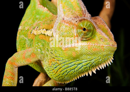 Kopf und Gesichtszüge ein verschleiert Chamäleon, Chamaeleo calyptratus Stockfoto