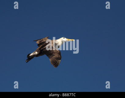 Winkte Albatross, Phoehastria irrorata, Galapagos Albatrosse, im Flug in Punta Suarez, Espanola Island, Galapagos, Ecuador im September Stockfoto