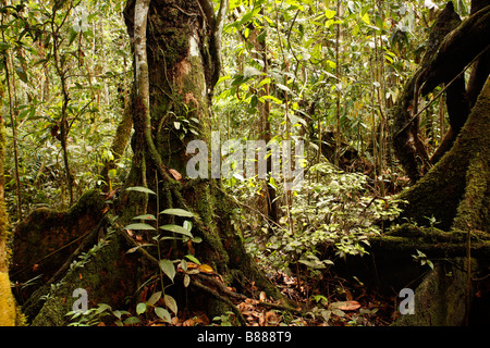 Festungsstadt Bäume im peruanischen Amazonasgebiet Stockfoto