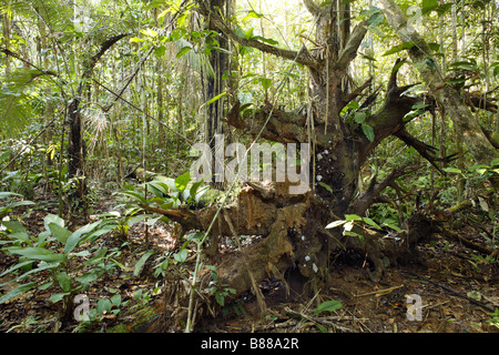 Freiliegende Wurzeln von einem umgestürzten Baum im tropischen Regenwald Stockfoto