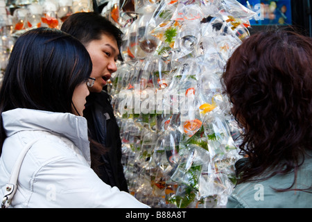 Tung Choi Street [auch bekannt als 'Fish Street'] in Mongkok, Hongkong befindet. Stockfoto