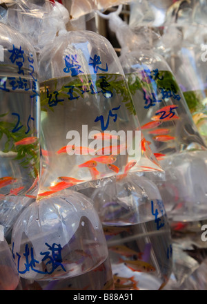 Tung Choi Street [auch bekannt als 'Fish Street'] in Mongkok, Hongkong befindet. Stockfoto