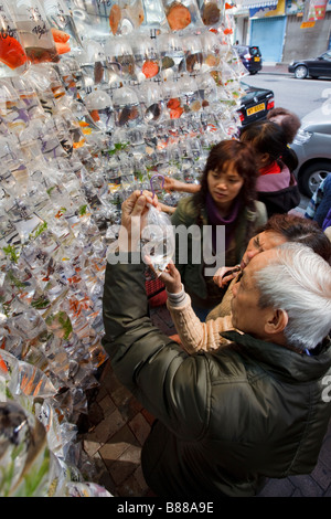 Tung Choi Street [auch bekannt als 'Fish Street'] in Mongkok, Hongkong befindet. Stockfoto