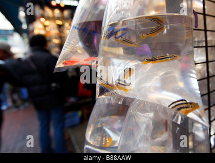 Tung Choi Street [auch bekannt als 'Fish Street'] in Mongkok, Hongkong befindet. Stockfoto