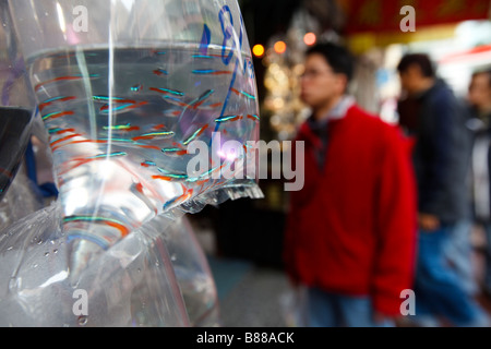 Tung Choi Street [auch bekannt als 'Fish Street'] in Mongkok, Hongkong befindet. Stockfoto