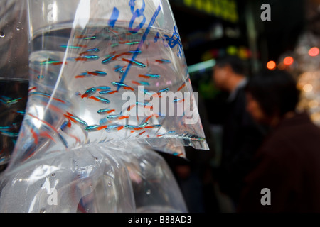 Tung Choi Street [auch bekannt als 'Fish Street'] in Mongkok, Hongkong befindet. Stockfoto