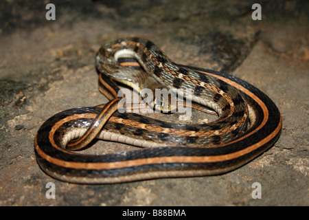 GESTREIFTE KEELBACK Amphiesma Stolatum nicht-giftige, gemeinsamen. Eng verwandt mit Wasserschlangen. Andheri, Maharashtra, Indien Stockfoto