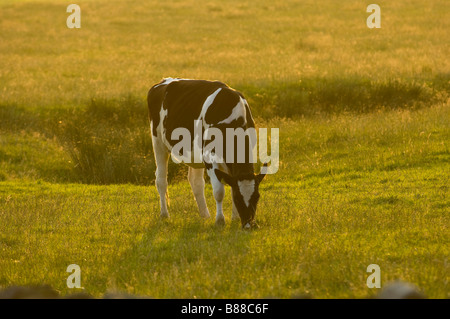 Eine einsame Kuh Weiden im Abendlicht in den Trog von Bowland Lancshire England Stockfoto