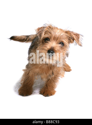 Yorkshire-Terrier Hund einzelne junge männliche Welpen stehen Studio Stockfoto