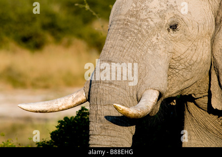 Elefant Nahaufnahme Stockfotografie Alamy