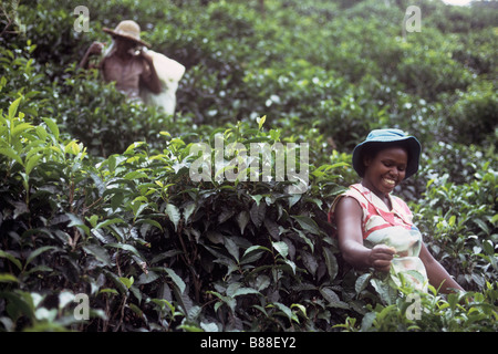 Frauen zupfen Blätter in einer Teeplantage in Mahé, Seychellen Stockfoto