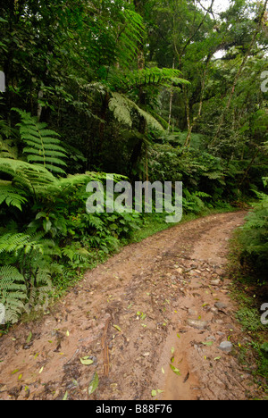 Eine schmutzige Straße im Atlantischen Regenwald Stockfoto