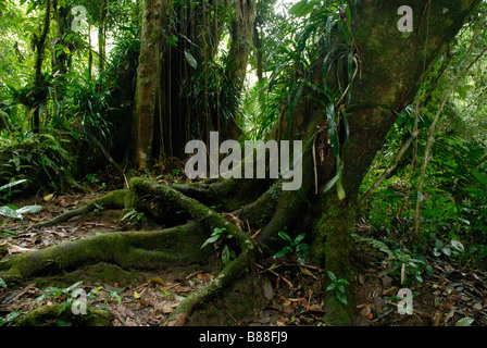 Strebepfeiler Wurzeln in das Innere des Atlantischen Regenwalds Stockfoto