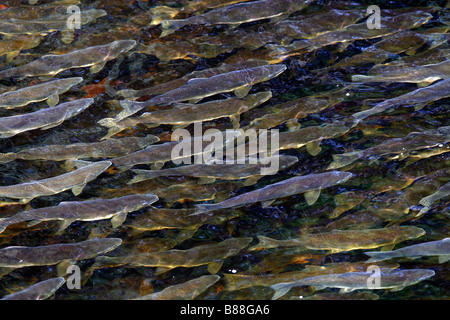 Humpback Salmon, Buckellachs (Oncorhynchus Gorbuscha). Wandernde Fische wieder in ihren Laich Bach in der Nähe von Glen Cove Stockfoto