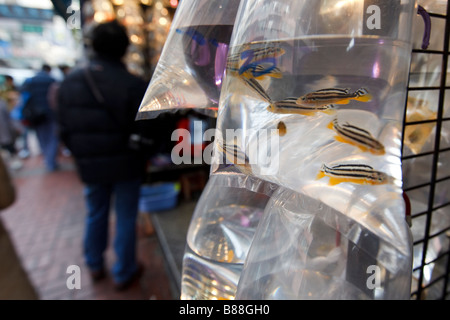 Tung Choi Street [auch bekannt als 'Fish Street'] in Mongkok, Hongkong befindet. Stockfoto