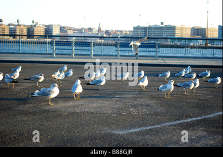 Gruppe von Möwen auf Bürgersteig stehen Stockfoto