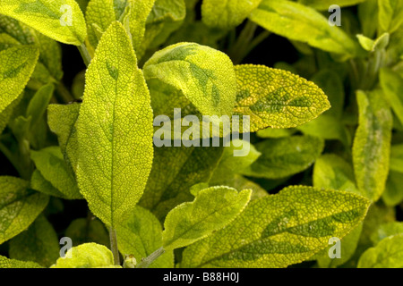 Salbei Salvia Officinalis Icterina Stockfoto