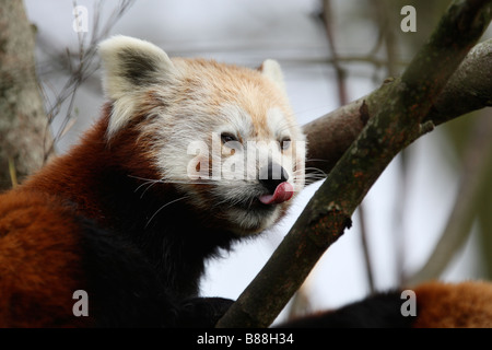 Roter Panda im Baum (Captive) Stockfoto