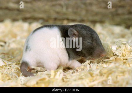 Ausgefallene Ratte (Rattus Norvegicus Domesticus), 14 Tage alten Jungen im nest Stockfoto