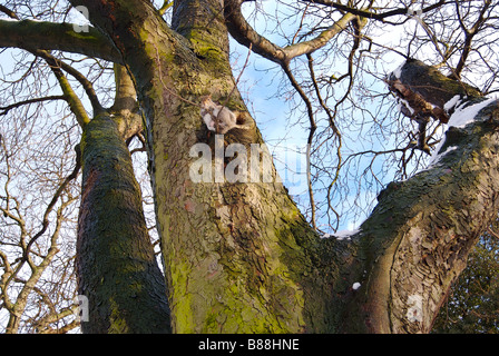 Eichhörnchen Essen in einem Baum Stockfoto