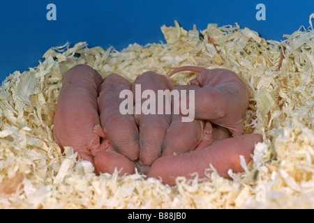 Ausgefallene Ratte (Rattus Norvegicus Domesticus), einen Tag alt junge im nest Stockfoto