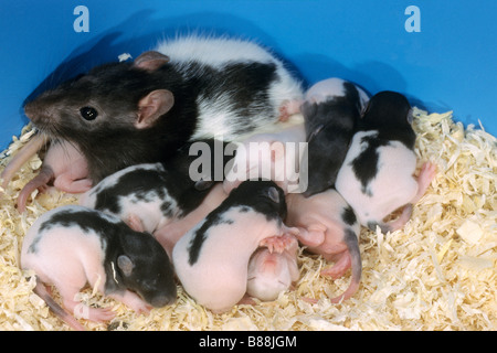 Ausgefallene Ratte (Rattus Norvegicus Domesticus), zehn Tage alten Jungen mit Mutter im nest Stockfoto