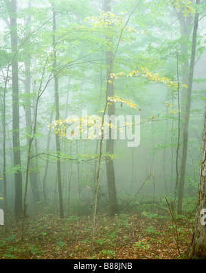 TENNESSEE - Misty Morning in den Wald entlang der Roaring Fork Motor Lehrpfad im Great Smoky Mountains National Park. Stockfoto