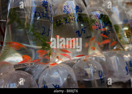 Tung Choi Street [auch bekannt als 'Fish Street'] in Mongkok, Hongkong befindet. Stockfoto