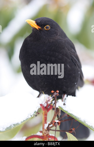 AMSEL Turdus Merula männlichen hocken IN RHODODENDRON im Schnee Stockfoto