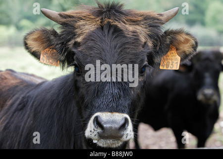 Neu erstellte Auerochsen, Heckrindern (Bos Primigenius Primigenius), portrait Stockfoto