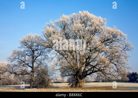 Bereifte Bäume im Winterfrost Goudhurst Kent UK Stockfoto