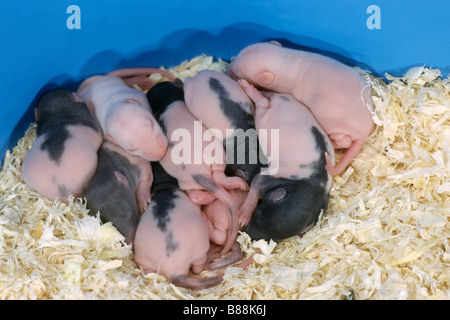 Ausgefallene Ratte (Rattus Norvegicus Domesticus), acht Tage alten Jungen im nest Stockfoto