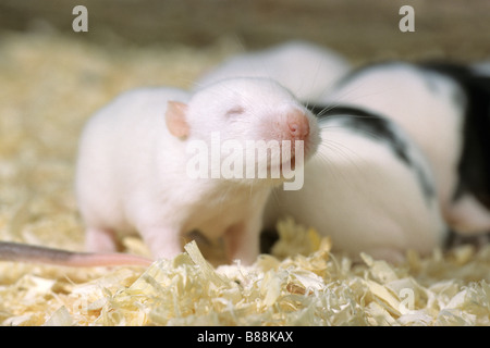 Ausgefallene Ratte (Rattus Norvegicus Domesticus), 14 Tage alten Jungen im nest Stockfoto