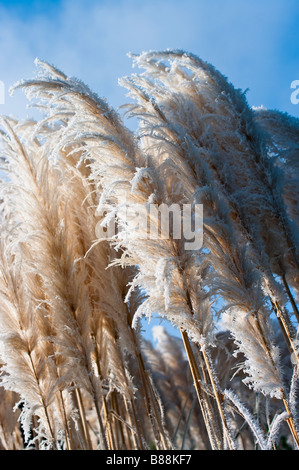 Gefrorene Federn von Pampa oder Cortaderia Selloana im Januar 2009 Stockfoto