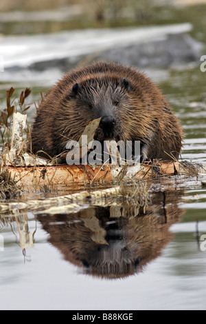 Europäischer Biber (Castor Fiber) Essen Birkenrinde Stockfoto