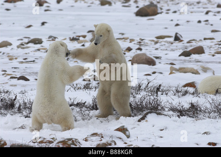 Zwei junge männliche Eisbären auf der gefrorenen Tundra des Wapusk National Park, Churchill, Manitoba, Kanada zu schonen. Stockfoto