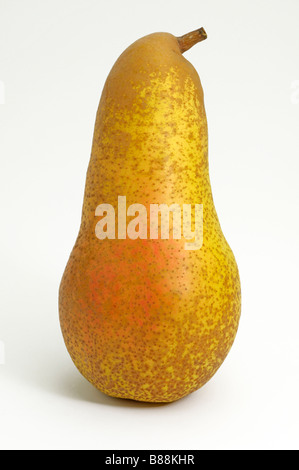 Gemeinsamen Birne (Pyrus Communis), Sorte: Abate Fetel, Obst, Studio Bild Stockfoto