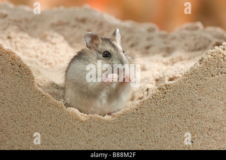 Djungarian Hamster (Phodopus sungorus) auf Sand Stockfoto