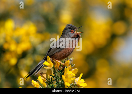 DARTFORD WARBLER Sylvia Undata Gesang auf Ginster auf Heideland Suffolk UK April DartfordWarbler3508 Stockfoto