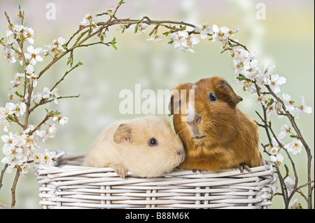 Meerschweinchen. Zwei Erwachsene in einem Korb Stockfoto