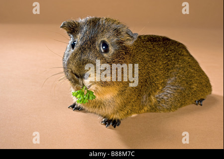 Kurzhaar Meerschweinchen - kaute Stockfoto