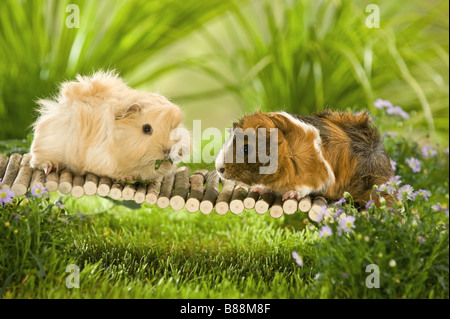 junge Angora-Meerschweinchen und junge Rosetten Meerschweinchen Stockfoto