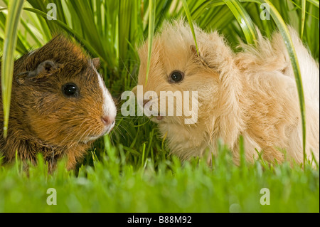 junge Angora-Meerschweinchen und junge Rosetten Meerschweinchen Stockfoto