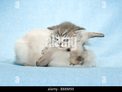 tierische Freundschaft: Zwerg Kaninchen und Kätzchen Stockfoto