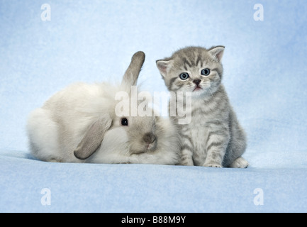 tierische Freundschaft: Zwerg Kaninchen und Kätzchen Stockfoto